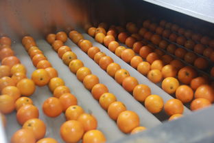 江南鎮(zhèn)農(nóng)產(chǎn)品初加工廠正式投產(chǎn)運(yùn)營(yíng)